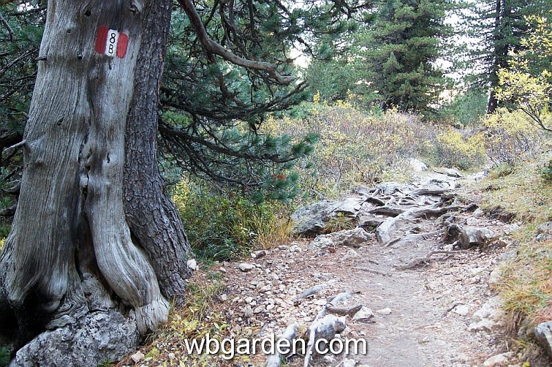 wbgarden alps 77.JPG
